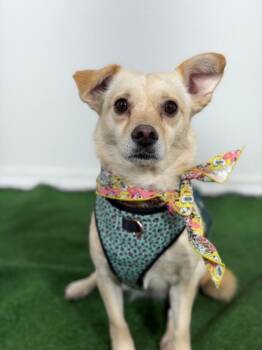 Chihuahua and Dachshund Dogs Available for Adoption in Carlsbad, California - Dream | PetCurious