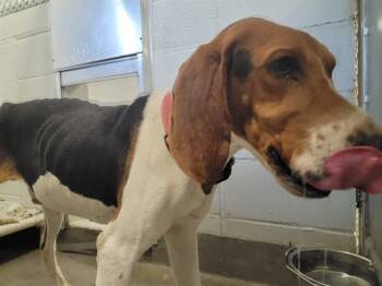 Rescue Foxhound Dogs for Adoption - DIPSTICK | PetCurious