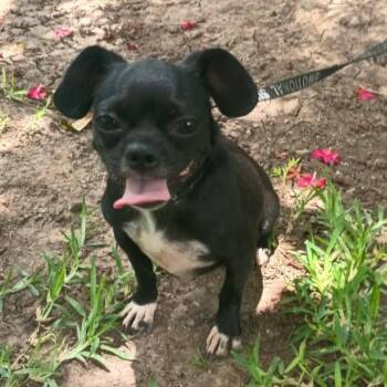 Zoe -  Chihuahua and Pug Dog for Adoption in Harlingen, Texas - Zoe | PetCurious