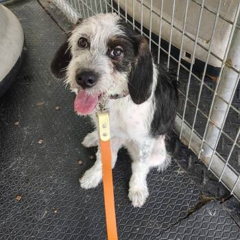 Iris -  Terrier Dog for Adoption in Evensville, Tennessee - Iris | PetCurious