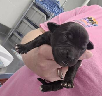 Champagne -  Terrier Dog for Adoption in Evansville, Indiana - Champagne | PetCurious