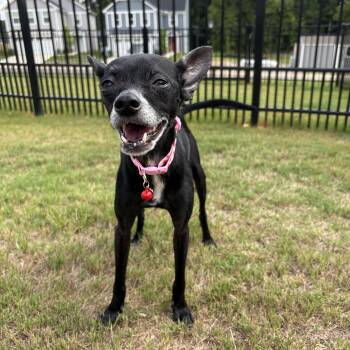 Kimchi -  Chihuahua Dog for Adoption in Durham, North Carolina - Kimchi | PetCurious