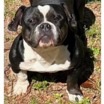 Mixed Breed and English Bulldog Dogs Available for Adoption in Decatur, Alabama - SAGE | PetCurious