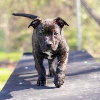 Pit Bull Terrier and Mixed Breed Dogs Available for Adoption - Angela | PetCurious