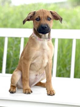 Pool Litter - Floatie -  Cattle Dog Dog for Adoption in Savage, Minnesota - Pool Litter - Floatie | PetCurious