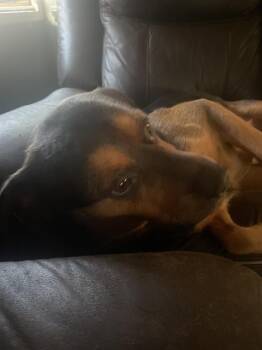 Rescue Rottweiler Dogs for Adoption in San Antonio, Texas - BIGGIE | PetCurious