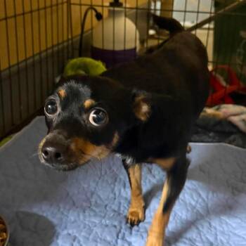 Louie 6241 -  Chihuahua and Mixed Breed Dog for Adoption in Loxahatchee Groves, Florida - Louie 6241 | PetCurious