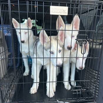 Rescue Siberian Husky Dogs for Adoption in North Haledon, New Jersey - Ellie | PetCurious