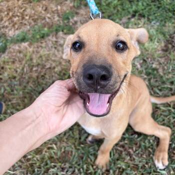 Cappuccino -  Black Mouth Cur Dog for Adoption in Harlingen, Texas - Cappuccino | PetCurious