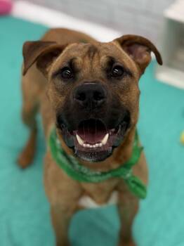 Dune -  Mixed Breed Dog for Adoption in Detroit, Michigan - Dune | PetCurious