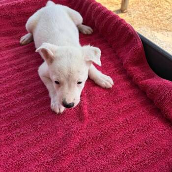 Jameson -  Shepherd Dog for Adoption in Edinburg, Texas - Jameson | PetCurious