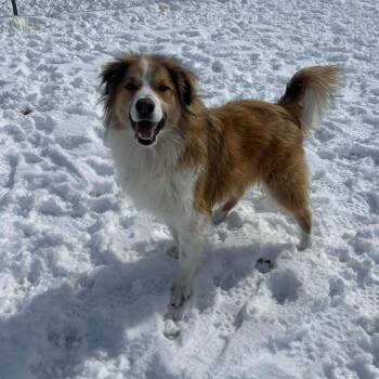 Appa -  Mixed Breed and None Dog for Adoption in Otisfield, Maine - Appa | PetCurious