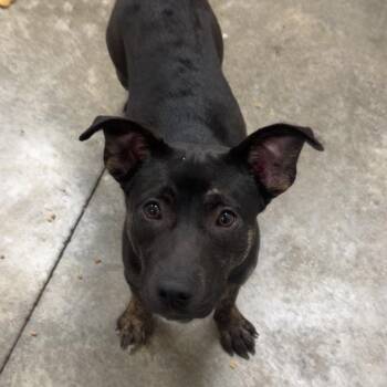 Rottweiler and Shepherd Dogs Available for Adoption in Muncie, Indiana - Hannah | PetCurious