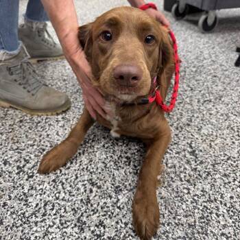 Mixed Breed Dogs Available for Adoption in Fredericksburg, Virginia - Godiva | PetCurious