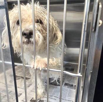 Poodle and Mixed Breed Dogs Available for Adoption in Houston, Texas - A654451 | PetCurious