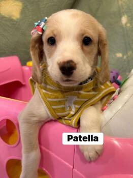 Patella -  Labrador Retriever and Hound Dog for Adoption in Dunmore, Pennsylvania - Patella | PetCurious