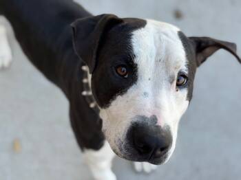 Rescue Pit Bull Terrier Dogs for Adoption in Tulsa, Oklahoma - PEANUT | PetCurious