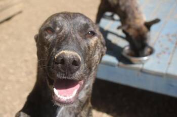 Black Mouth Cur Dogs Available for Adoption in Brookhaven, Mississippi - Spanky 26 | PetCurious
