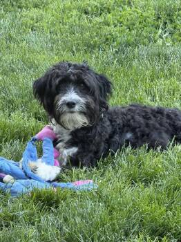Anna Banana -  Miniature Poodle Dog for Adoption in Lewiston, Idaho - Anna Banana | PetCurious