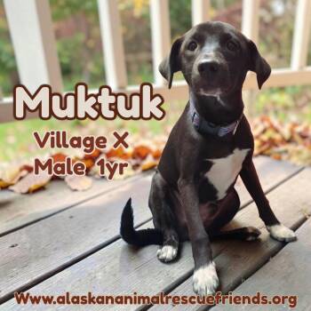 Muktuk -  Spaniel and Husky Dog for Adoption in Anchorage, Alaska - Muktuk | PetCurious