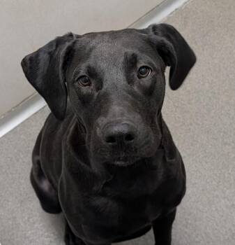 Labrador Retriever Dogs Available for Adoption - Murphy | PetCurious