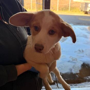 Labrador Retriever Dogs Available for Adoption - Dorroh | PetCurious