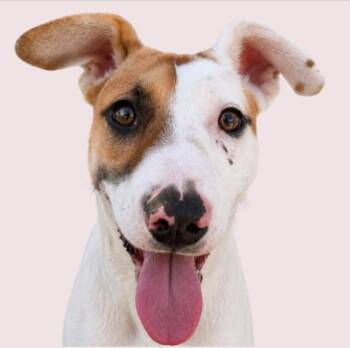 Brie -  Mixed Breed Dog for Adoption in Tampa, Florida - Brie | PetCurious