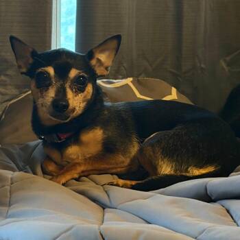 Rocksie - Home to Home -  Chihuahua Dog for Adoption in South Elgin, Illinois - Rocksie - Home To Home | PetCurious