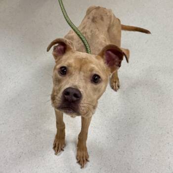 Kalli -  Pit Bull Terrier Dog for Adoption in Baltimore, Maryland - Kalli | PetCurious