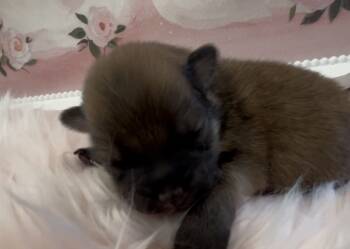 Pomeranian Dogs Available for Sale in Redding, California - Sapphire | PetCurious