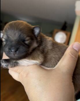 Sapphire -  Pomeranian Dog Available for Sale in Redding, California - Sapphire | PetCurious
