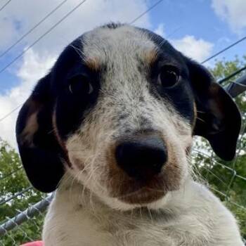 Hedda -  Shepherd and Mixed Breed Dog for Adoption in Erie, Pennsylvania - Hedda | PetCurious