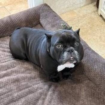 English Bulldog and French Bulldog Dogs Available for Adoption - Momma | PetCurious