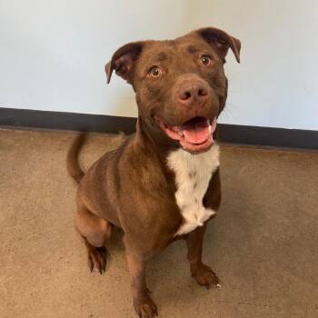 Rescue Mixed Breed Dogs for Adoption in Mishawaka, Indiana - Aspen | PetCurious