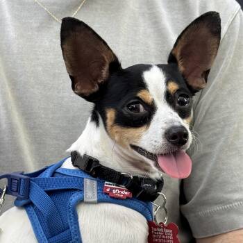 Lucky -  Rat Terrier and Chihuahua Dog for Adoption - Lucky | PetCurious
