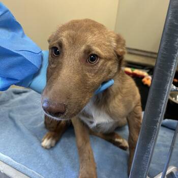 Mixed Breed Dogs Available for Adoption in Flagstaff, Arizona - Chirp | PetCurious