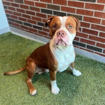 TANX -  Pit Bull Terrier Dog for Adoption in Edmond, Oklahoma - TANX | PetCurious