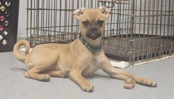 Beetle -  Pug Dog for Adoption in Grafton, Ohio - Beetle | PetCurious