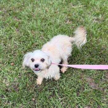 Chicklet -  Shih Tzu Dog for Adoption in Carencro, Louisiana - Chicklet | PetCurious