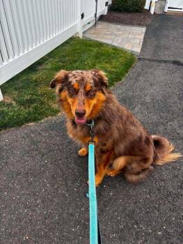 Knox #5266 -  Australian Shepherd Dog for Adoption in Ontario, California - Knox #5266 | PetCurious
