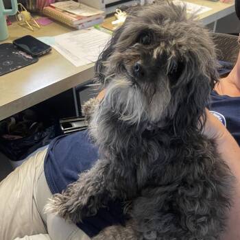 Dior -  Yorkshire Terrier and Poodle Dog for Adoption in Newark, New Jersey - Dior | PetCurious