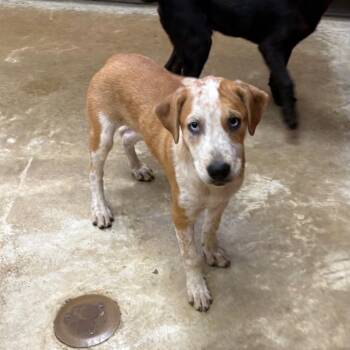Barista - 102108U -  Labrador Retriever and Mixed Breed Dog for Adoption in Tupelo, Mississippi - Barista - 102108U | PetCurious