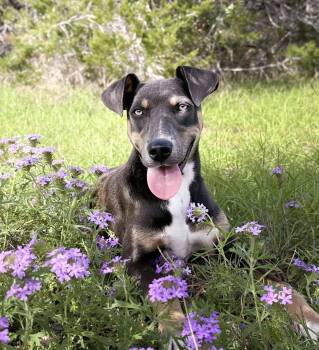 Azalea -  Mixed Breed Dog for Adoption in Hondo, Texas - Azalea | PetCurious