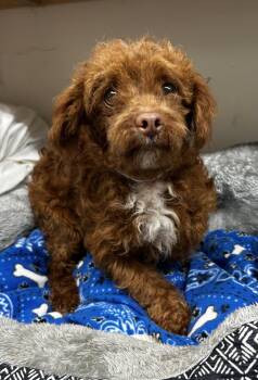 Maltese and Shih Tzu Dogs Available for Adoption in Pacolet, South Carolina - Olaf Mar 26 | PetCurious