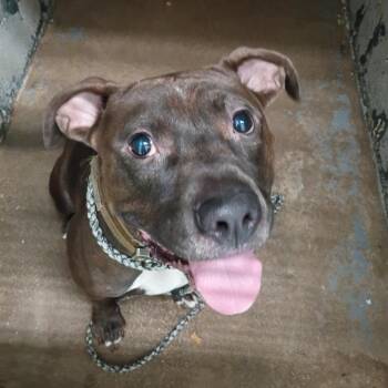 CSAS-Stray-902 -  Pit Bull Terrier Dog for Adoption in Springtown, Texas - CSAS-Stray-902 | PetCurious