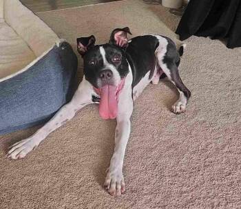 Pit Bull Terrier Dogs Available for Adoption in Livonia, Michigan - Blaze | PetCurious