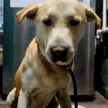 Rescue Yellow Labrador Retriever Dogs for Adoption in Jefferson City, Tennessee - Luca | PetCurious