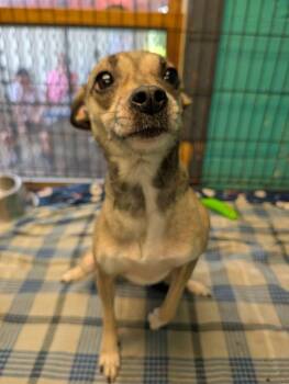 Talula #168 -  Chihuahua Dog for Adoption in New Lexington, Ohio - Talula #168 | PetCurious