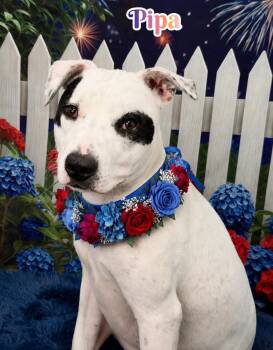Pipa -  Mixed Breed Dog for Adoption in Flint, Michigan - Pipa | PetCurious