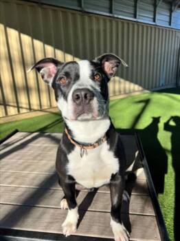 Pit Bull Terrier Dogs Available for Adoption - *CYMBAL | PetCurious